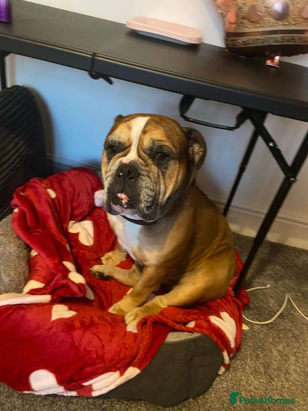 Dorset Olde Tyme Bulldogge dogs for sale: This is my handsome man hooch! - Advert 1