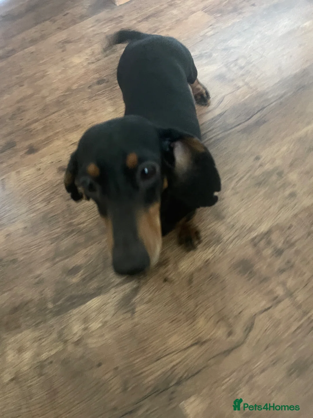 Dachshund dogs for sale: Dashshunds in Bishop Auckland - Advert 12