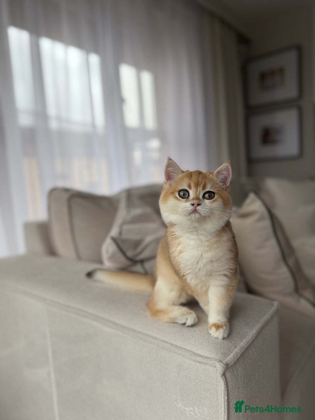 British Shorthair cats for sale: British Shorthair Golden boy - Advert 5