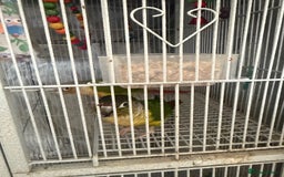 Conures birds for sale: 3 x Conures with large cage - Image 4