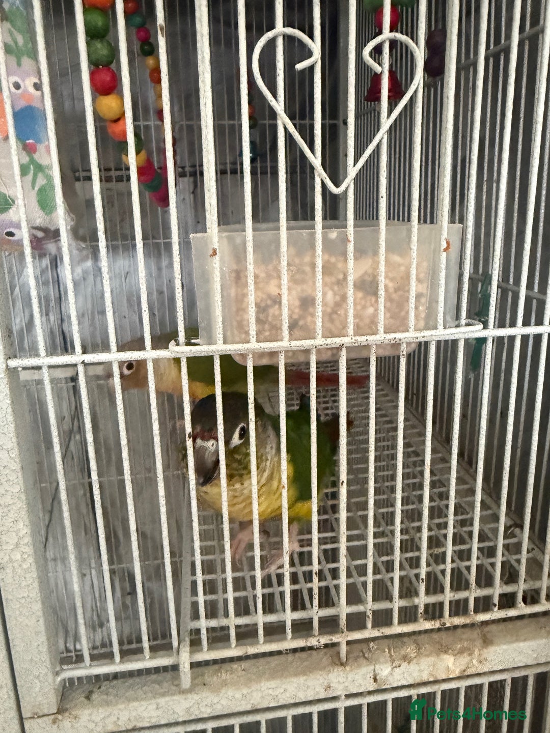 Conures birds for sale: 3 x Conures with large cage - Image 4