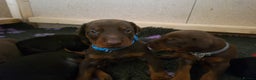 Dobermann dogs for sale: Exceptional Doberman - Advert 24