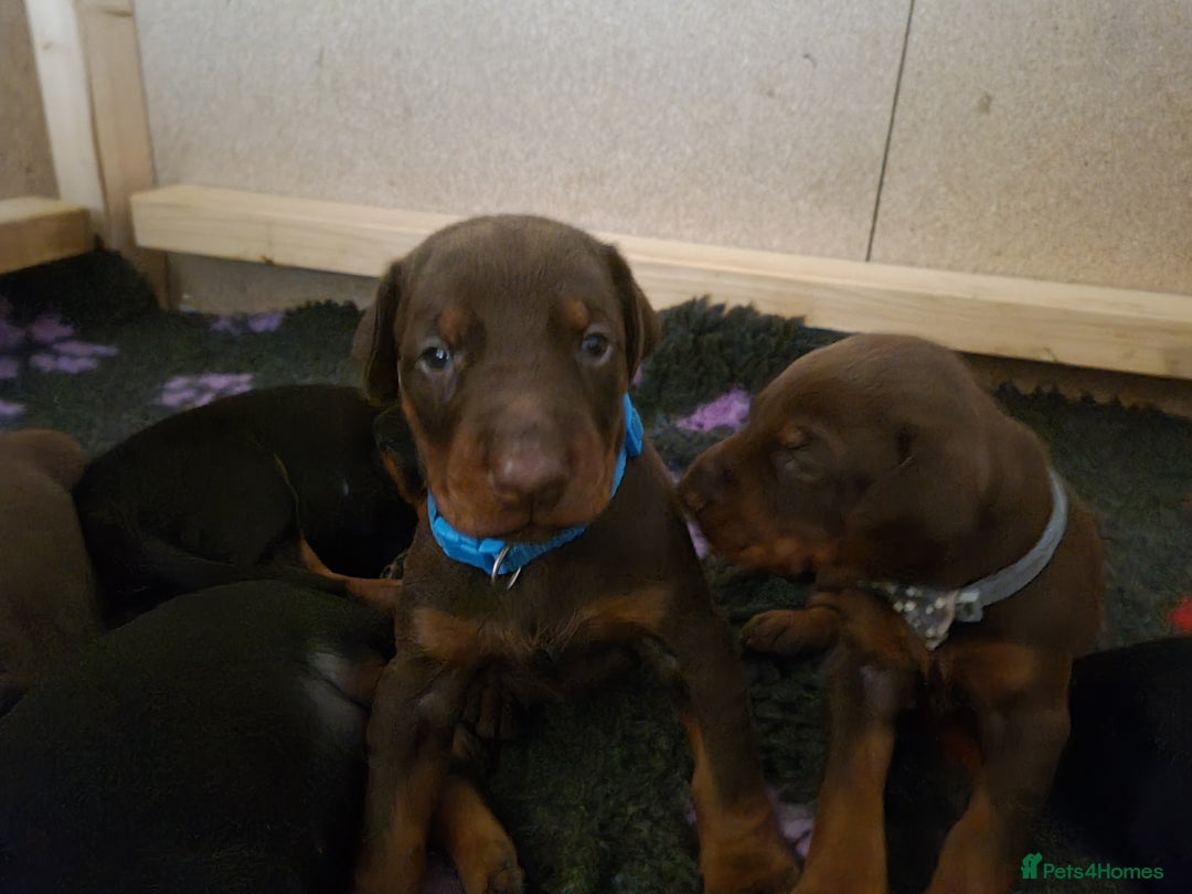 Dobermann dogs for sale: Exceptional Doberman - Advert 24
