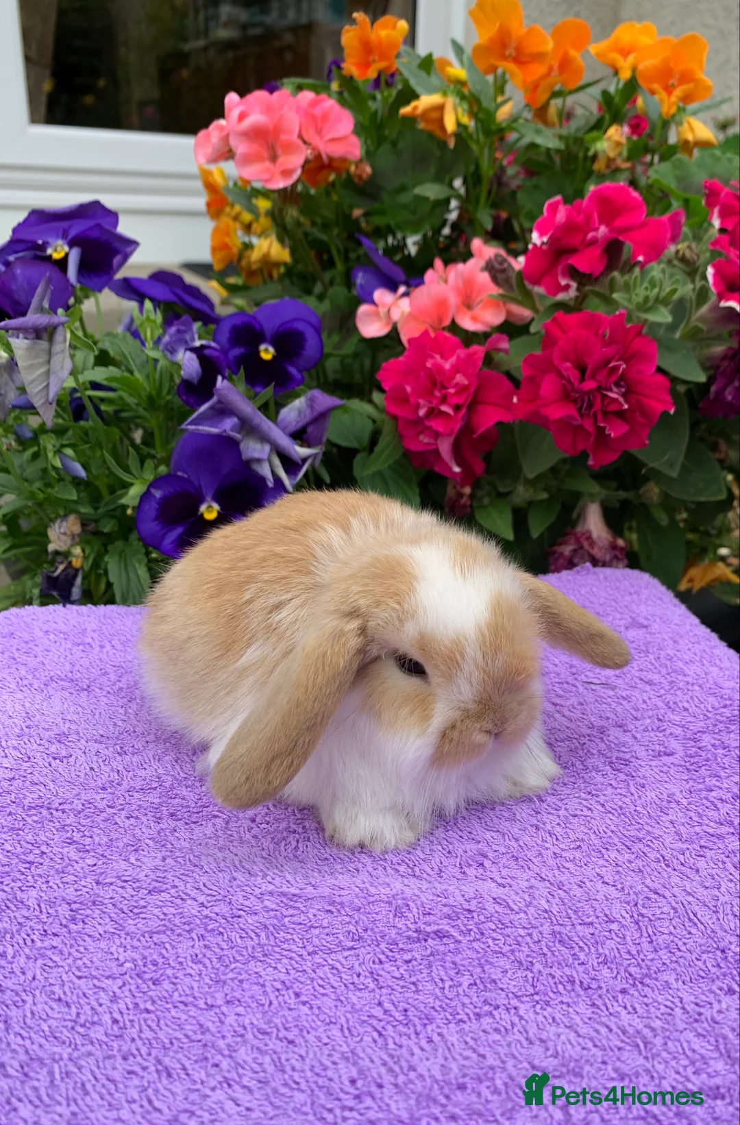 Mini Lop rabbits for sale: Gorgeous purebred baby mini lops ready to reserve - Advert 15