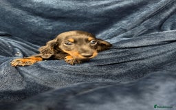 Dachshund dogs for sale: Dachshund Puppies - Image 16