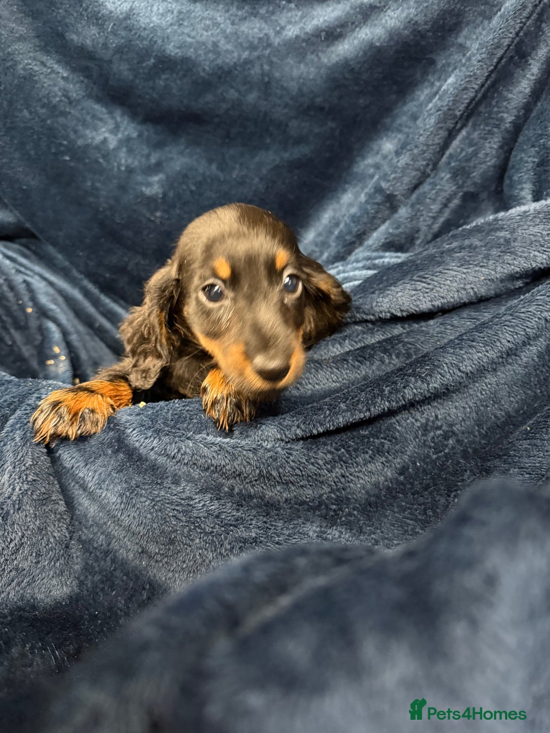 Dachshund dogs for sale: Dachshund Puppies - Image 16