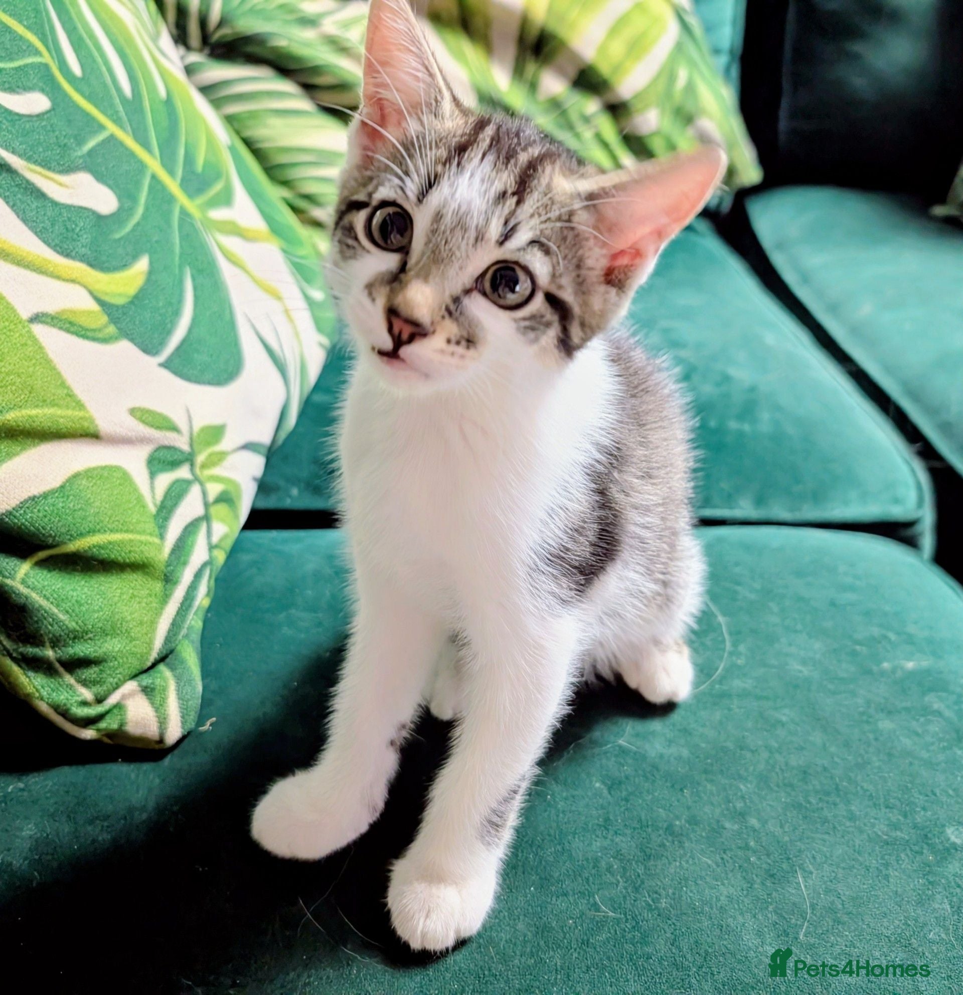 Mixed Breed cats Two beautiful ❤️ girls left - Advert 1