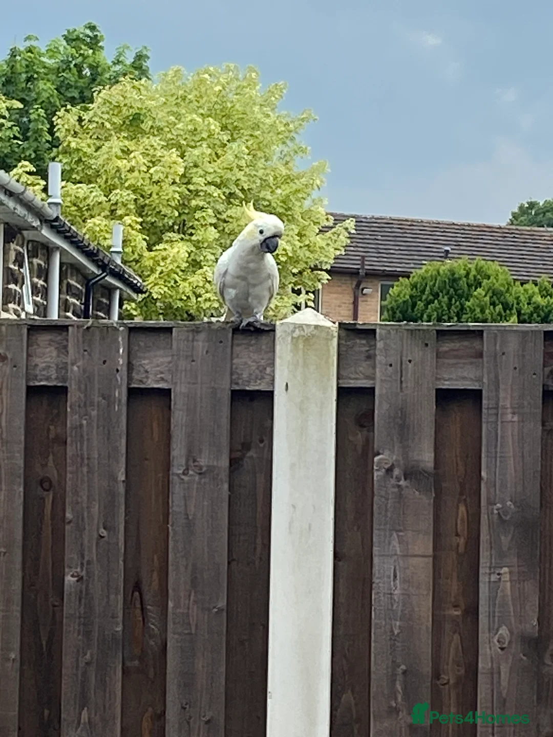 Cockatoo birds for sale: Lesser crested Cocatoo - Advert 7