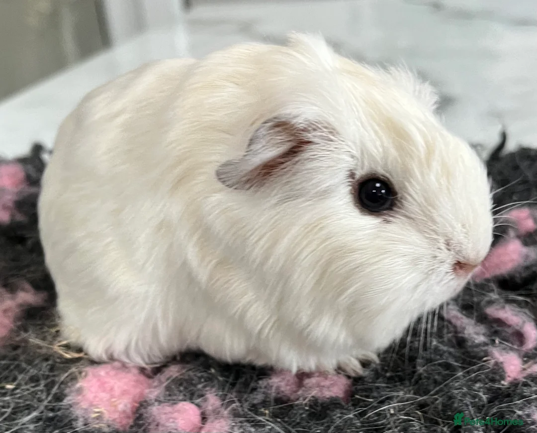 Guinea Pig rodents for sale: Sheltie (silky), coronet, Texel, Merino guinea pig - Advert 23