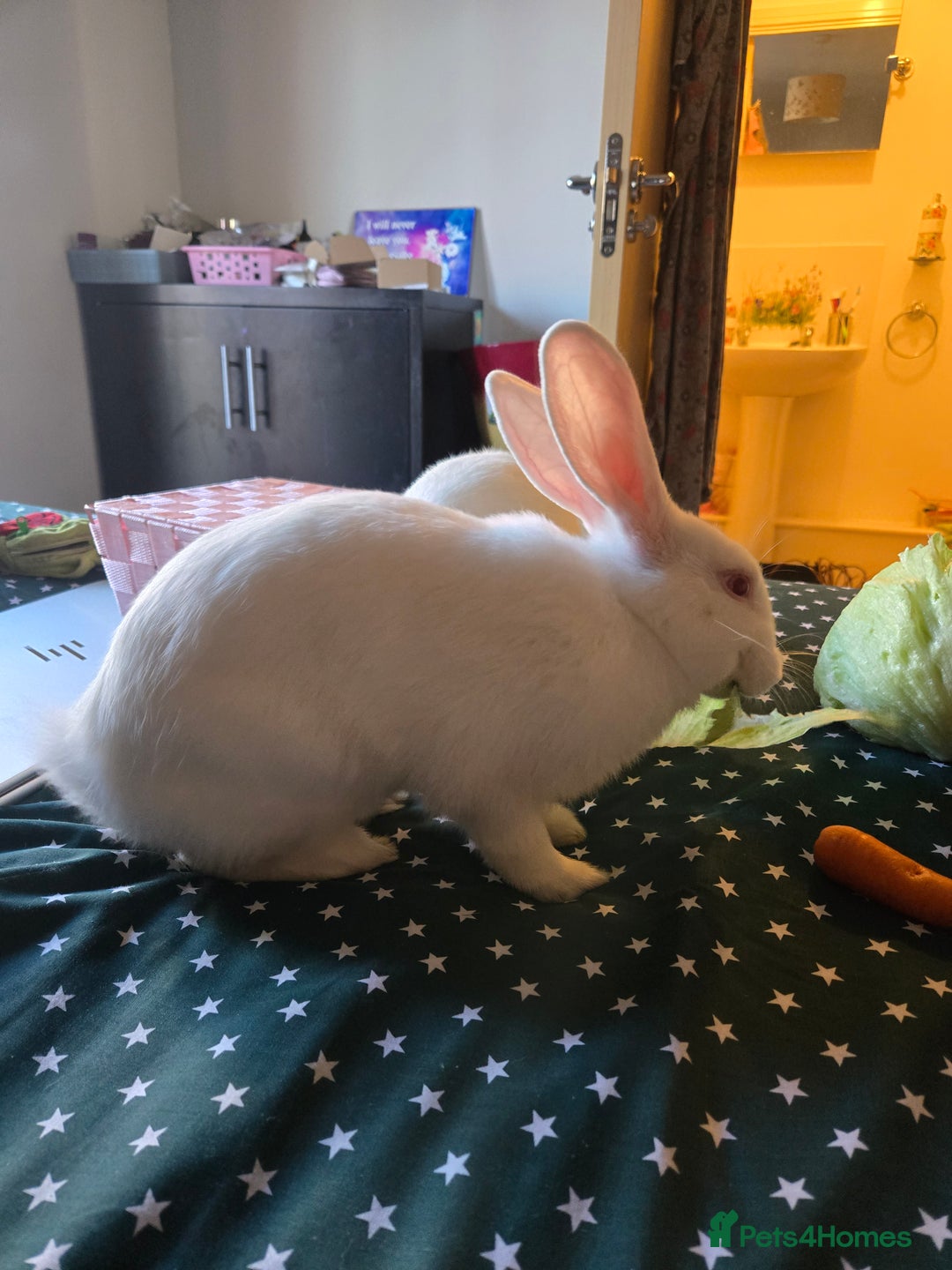 New Zealand rabbits for sale: Beautiful white rabbit - Image 2