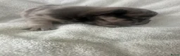 French Bulldog dogs for sale: Dwkc registered fluffy frenchie 🫶🏽 - Advert 18