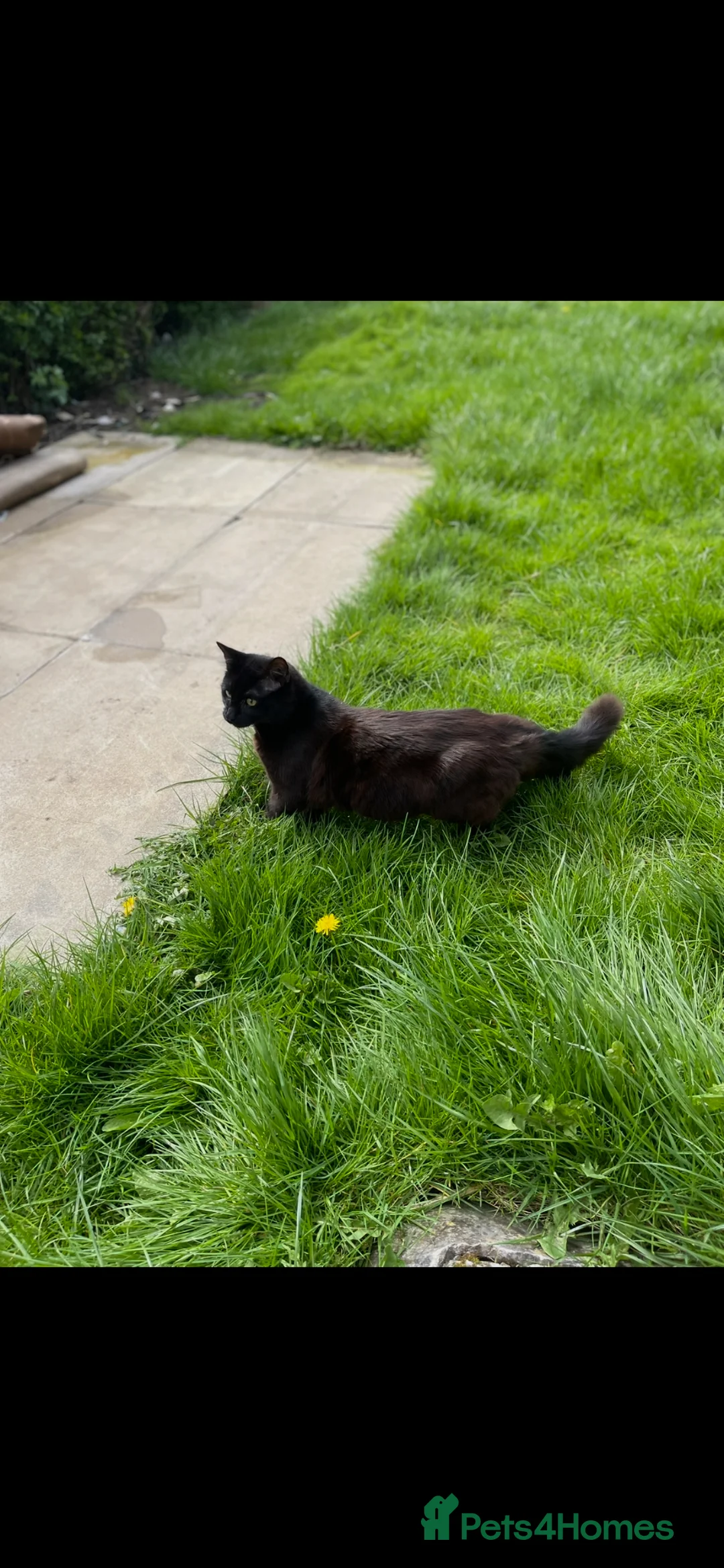 Mixed Breed cats for sale: Coco is looking for his forever home - Advert 6