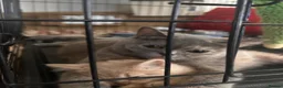 British Shorthair cats for sale: NOW READY Blue cream and lilac British shorthairs - Advert 10