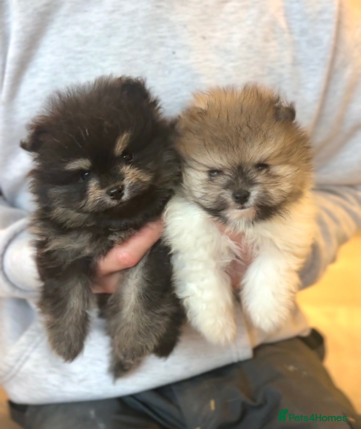 Pomeranian dogs Gorgeous Pomeranian Puppys for sale  - Advert 14