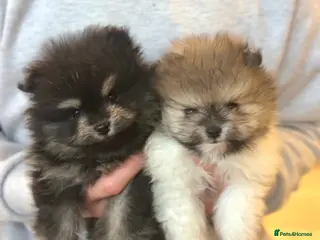 Pomeranian dogs Gorgeous Pomeranian Puppys for sale - Advert 9