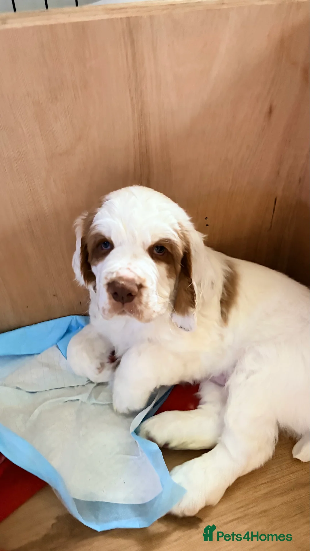 Clumber Spaniel dogs for sale: Clumber Spaniel dog puppy  - Advert 10