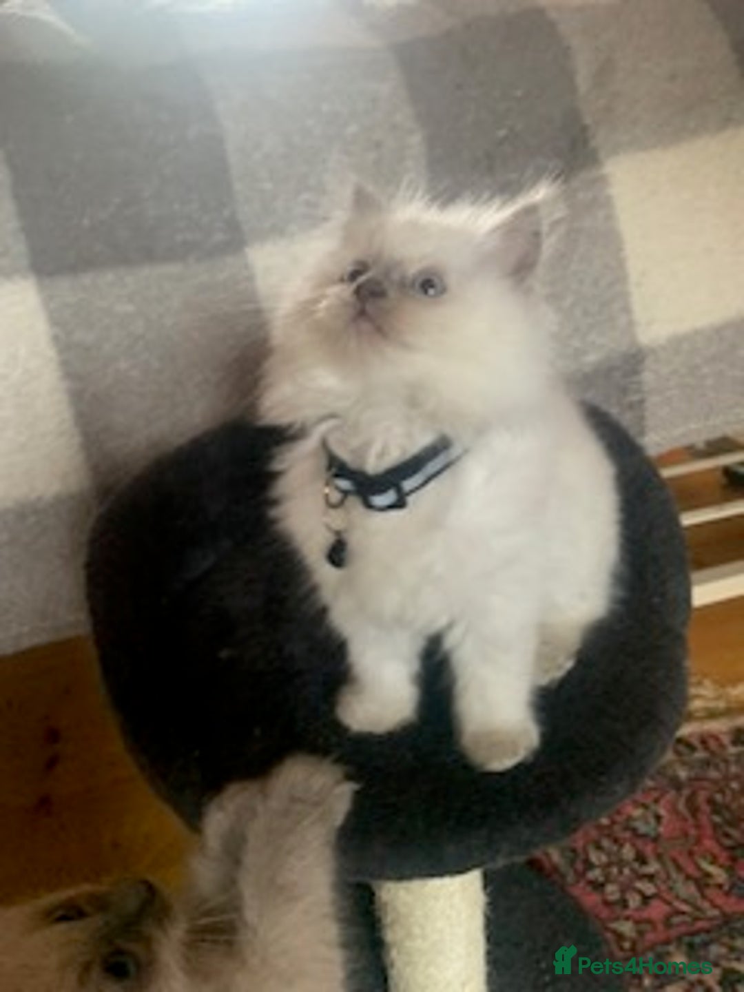 Ragdoll cats for sale: Gorgeous ragdoll kittens for sale - Advert 3