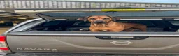 Rhodesian Ridgeback dogs for sale: Wait List Open - Safely Arrived 14th June - Advert 17