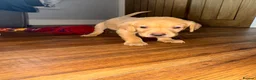 Labrador Retriever dogs for sale: Fox Red Labrador - Advert 14