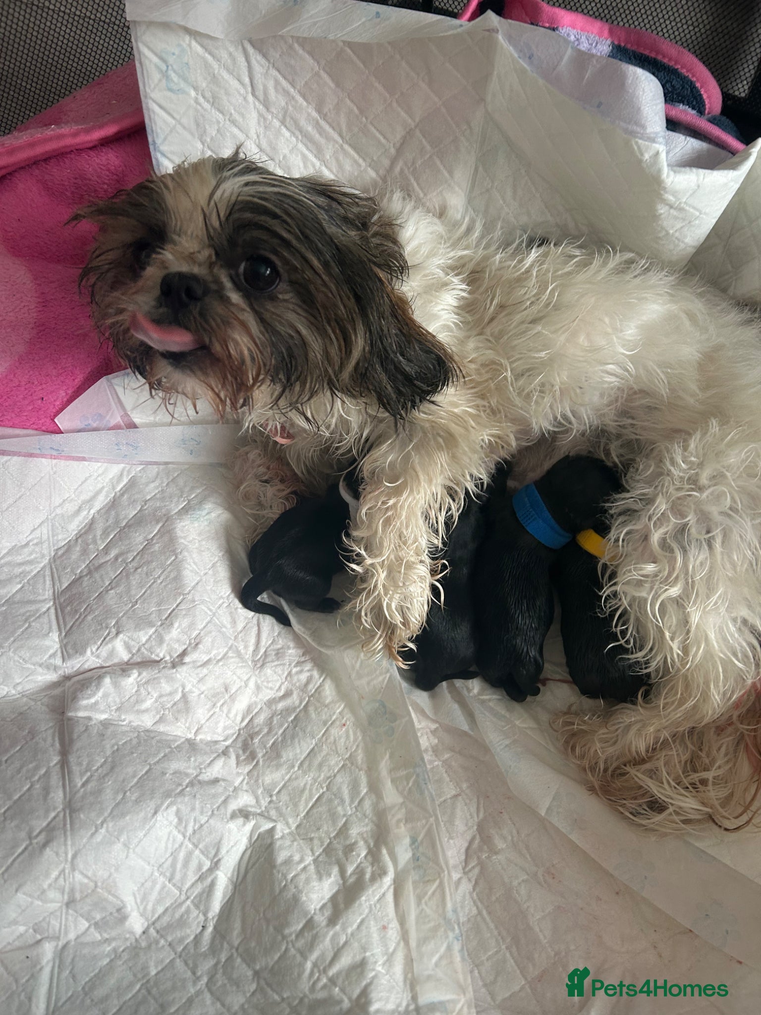 Shih Tzu dogs for sale: Full pedigree imperial Shih ztu - Advert 21