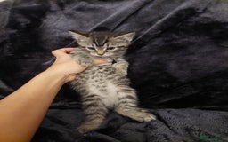 Mixed Breed cats for sale: Beautiful siver tabby kittens  - Image 16
