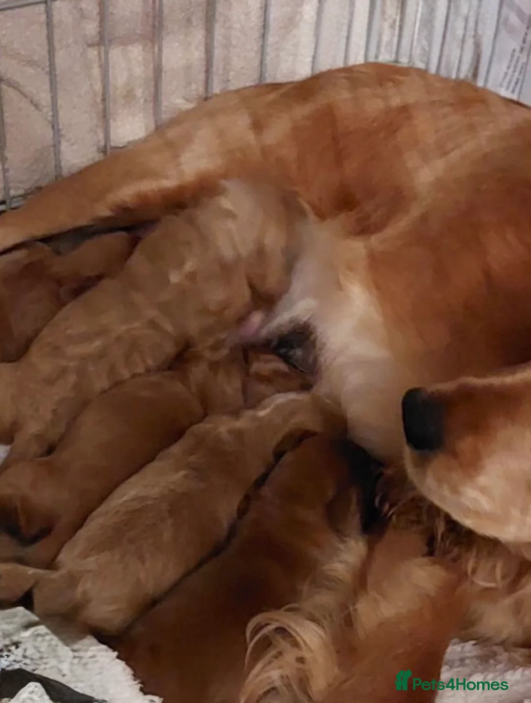 Cockapoo dogs for sale: SMALL COCKAPOO PUPPIES REDS APRICOT GOLDENS - Advert 2