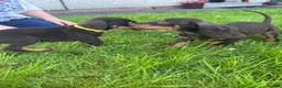 Dobermann dogs for sale: ❌ ready monday❌Health tested Dobermans not Kc reg  - Advert 5