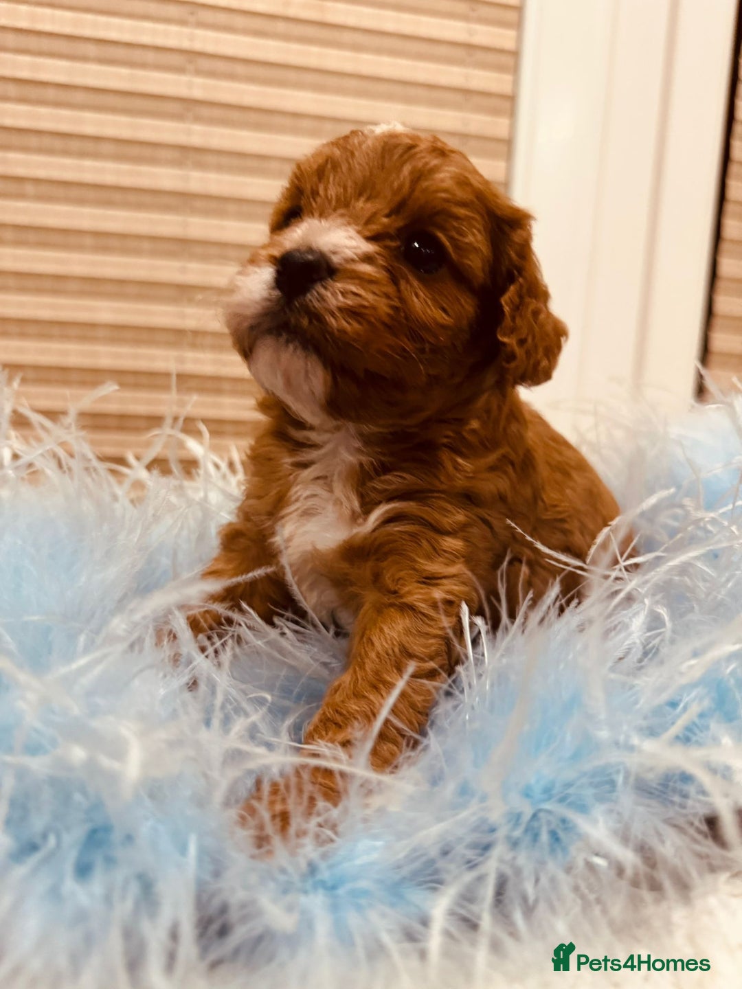 Cavapoo dogs for sale: A wonderful litter of 6 red teddy cavapoos  - Advert 2