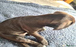 Mixed Breed dogs for sale: Beautiful litter of spaniel Cross  - Image 12