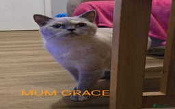 British Shorthair cats for sale: Gorgeous British short haired kittens READY NOW - Image 14