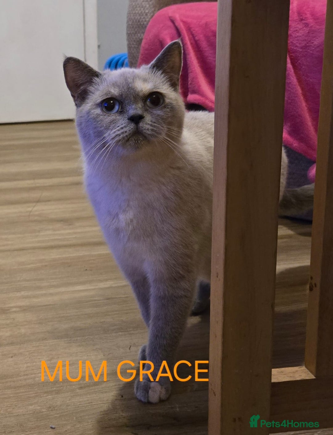 British Shorthair cats for sale: Gorgeous British short haired kittens READY NOW - Image 14