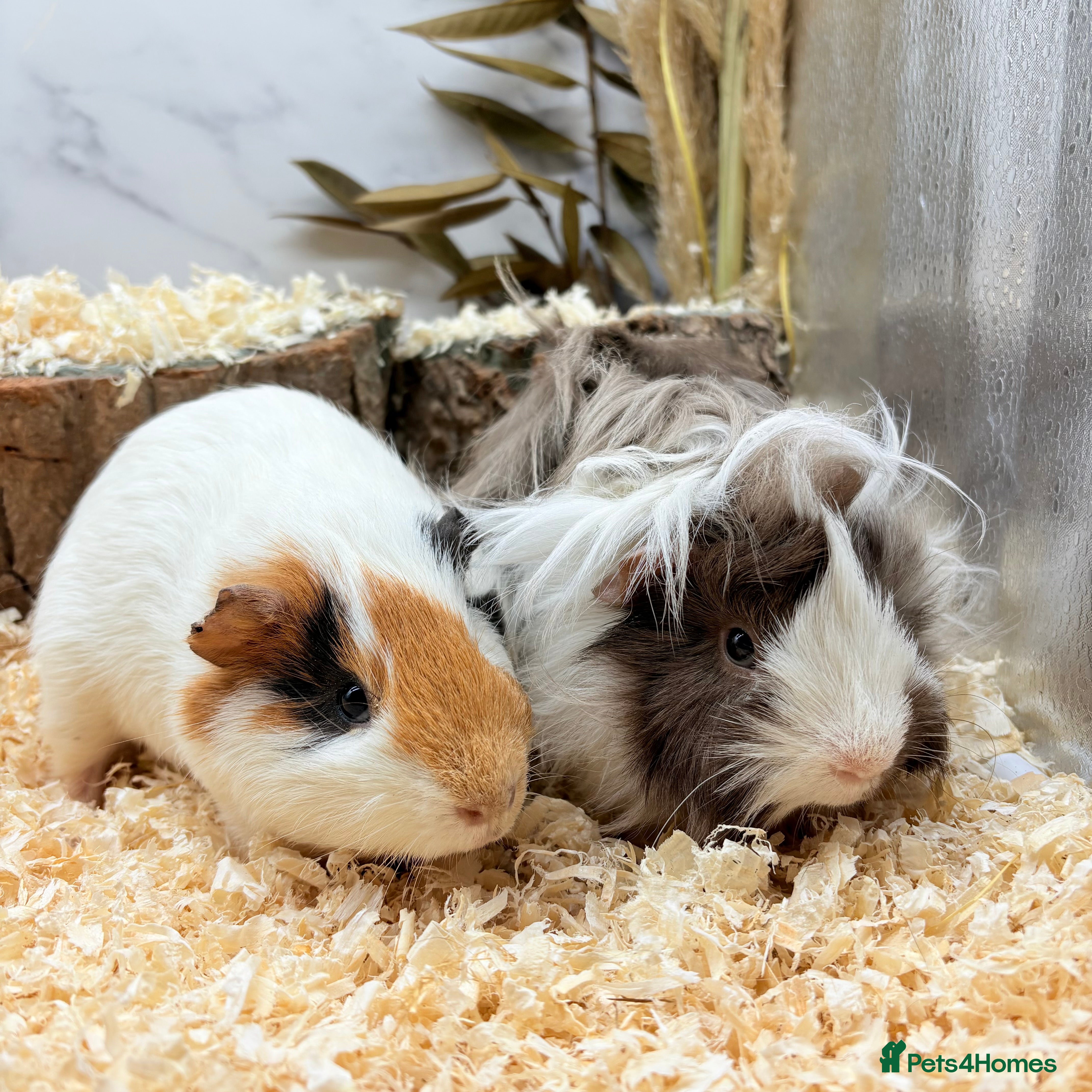 Guinea Pig rodents Multiple Baby Boy Guinea Pigs for sale  - Advert 6