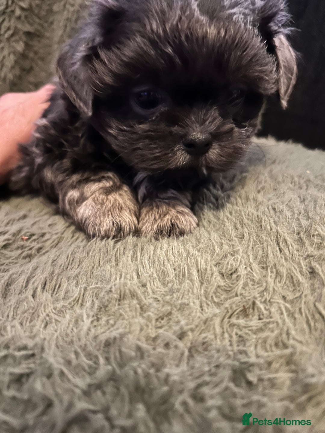 Shih Tzu dogs for sale: A lovely litter of Shih Tzu pups - Image 10