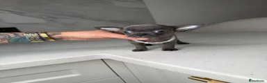 Chihuahua 3