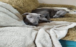 Whippet dogs for sale: Gorgeous blue KC reg whippet pups in Narberth - Image 3
