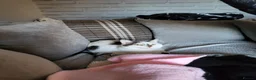 Domestic Shorthair cats for sale: Bonded brother & sister looking for a loving home - Advert 15