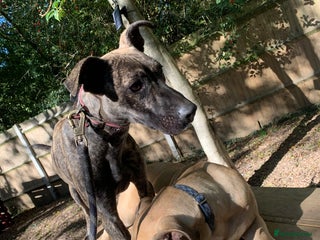 Mixed Breed dogs 1 x 9 month Lurcher x bullmastiff - Advert 6