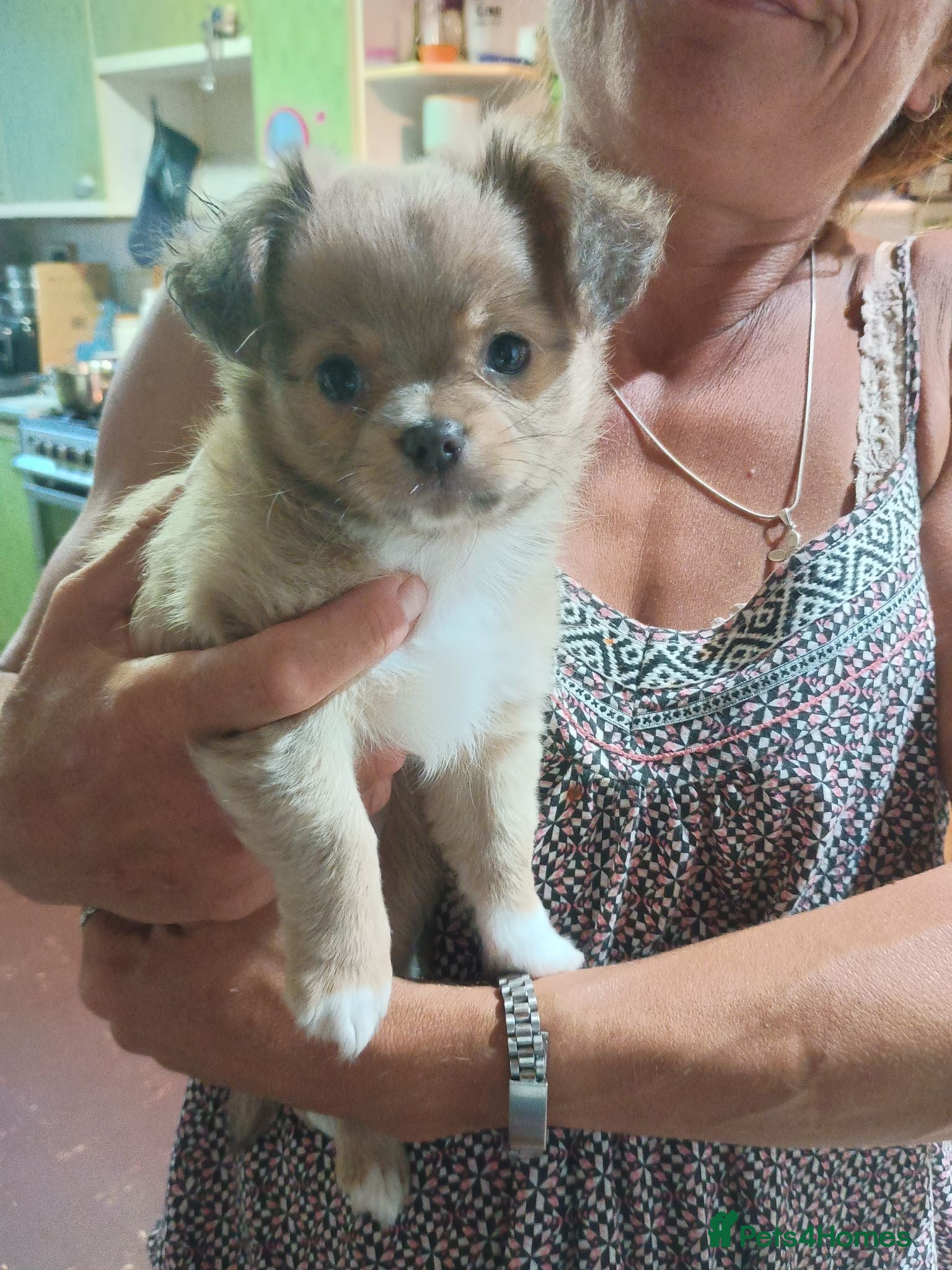Pomchi dogs Only two amazing looking Pomchi'sleft - Advert 4
