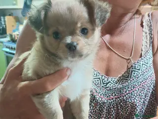 Pomchi dogs Only two amazing looking Pomchi'sleft - Advert 4