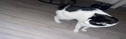 Domestic Shorthair cats for sale: Rocky  - Advert 5