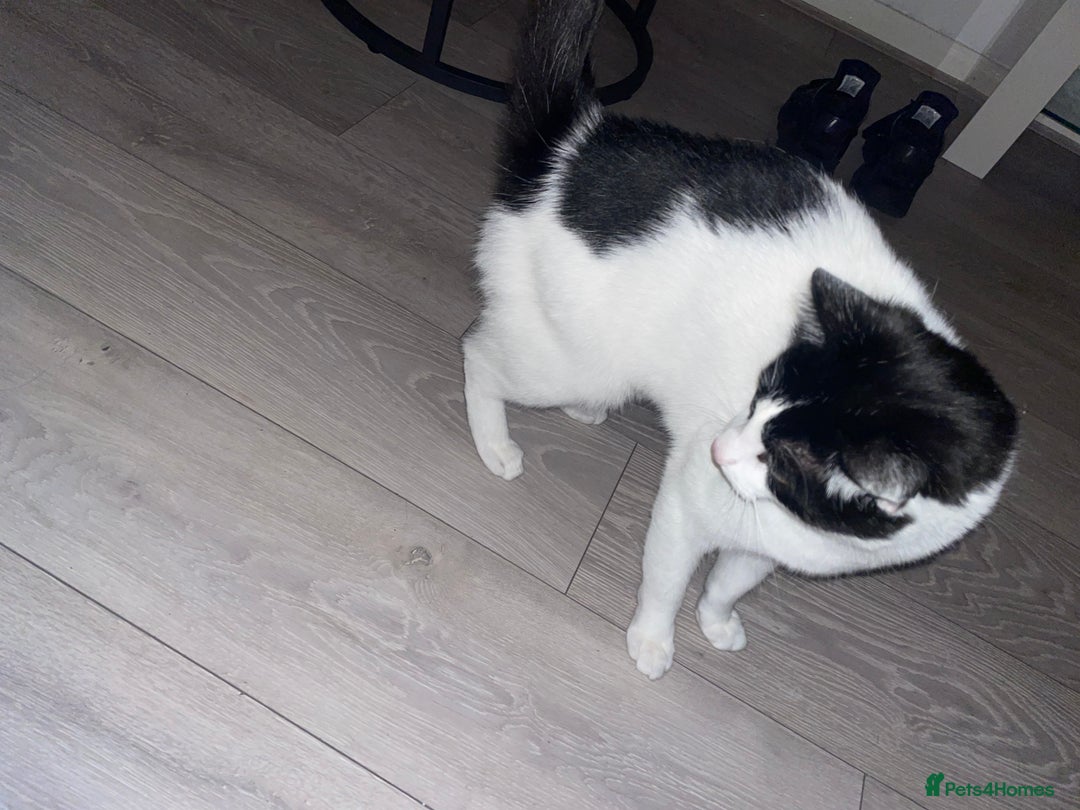 Domestic Shorthair cats for sale: Rocky  - Image 5