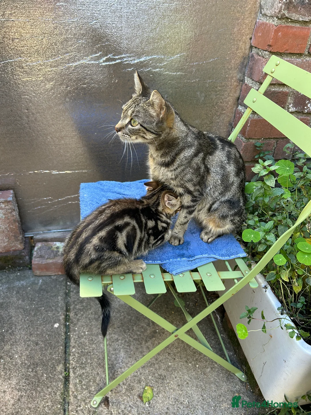 Mixed Breed cats for sale: A selection of bundles of fur !  - Advert 2