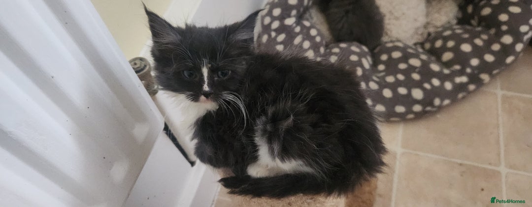 Maine Coon cats for sale: XXL Pure Maine Coon kittens for sale  - Image 3