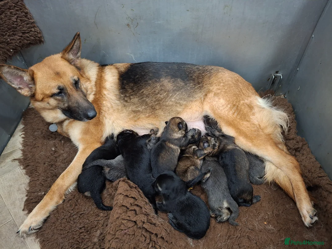 German Shepherd dogs for sale: KC reg Health Tested Gsd in Tonbridge - Advert 2