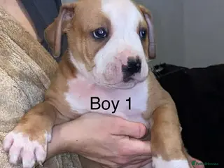 American Bulldog dogs American bulldog puppies *ready to go* - Advert 16
