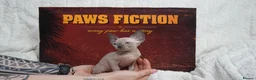 Sphynx cats for sale: Blanket Loving Canadian Sphynx in Manchester - Advert 11