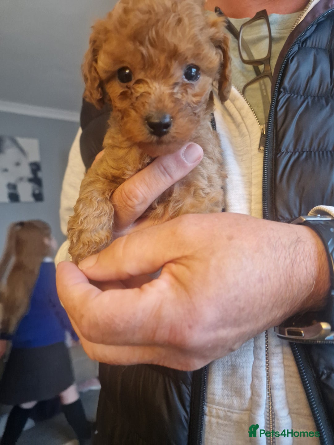 Cavapoochon dogs for sale: Cavapoochon puppies available  - Image 16