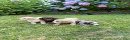 Cockapoo dogs for sale: 6 beautiful F1 cockapoo pups for sale in Neath - Advert 6
