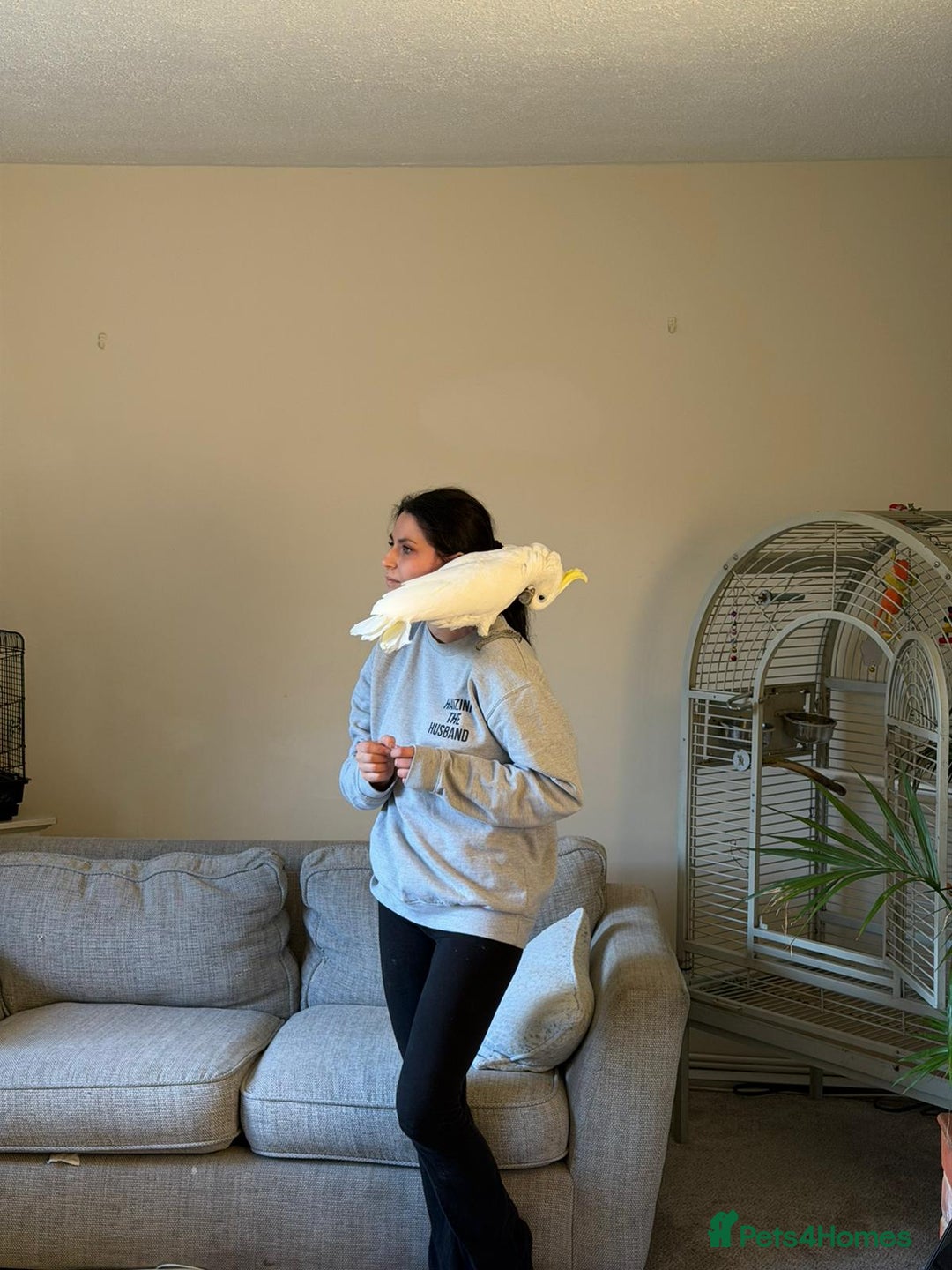 Cockatoo birds for sale: Cockatoo  - Advert 4