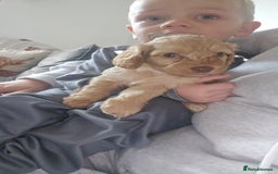 Cockapoo dogs for sale: Beautiful cockerpoos  - Image 5